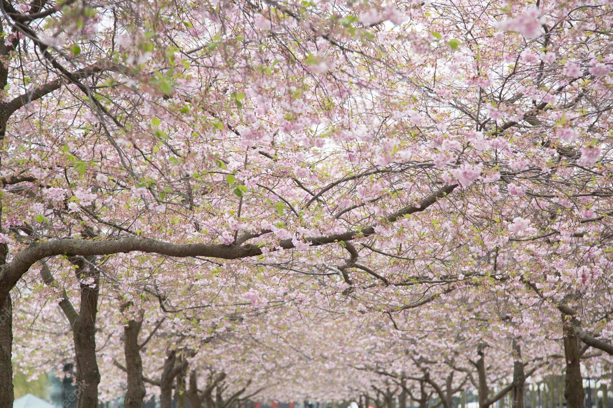 Best Activities to Embrace Spring in Sweden - Daily Scandinavian