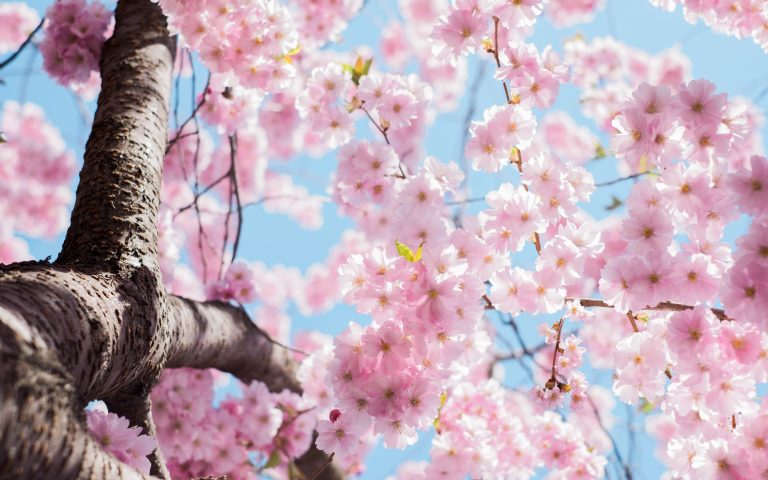 Best Activities to Embrace Spring in Sweden