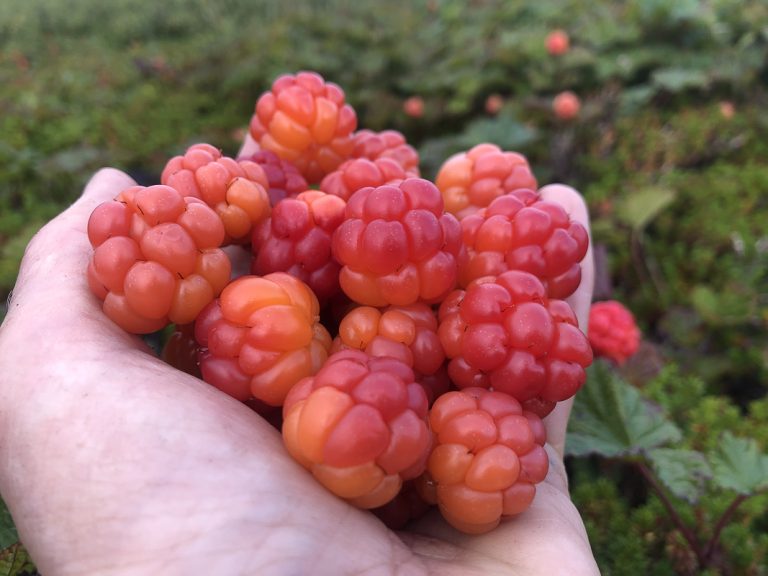 All About Cloudberries And the Growing Hype Around This Scandinavian Fruit