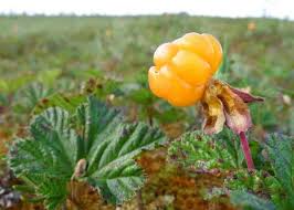 All About Cloudberries And the Growing Hype Around This Scandinavian Fruit