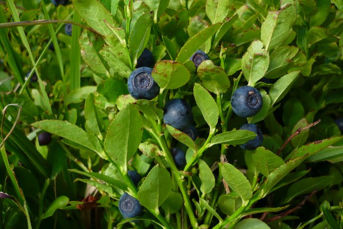 Scandinavian Blueberry