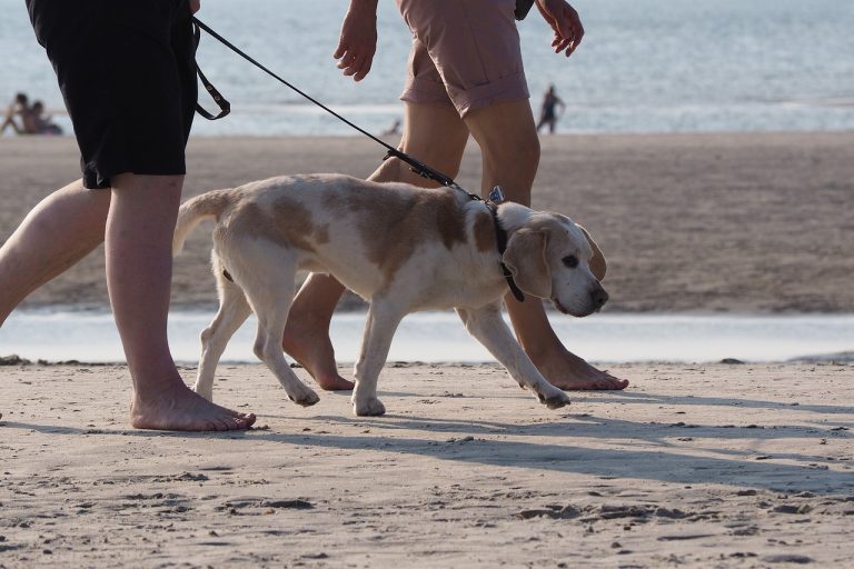 Pet Friendly Norway – A Guide to Oslo’s Best Dog-Friendly Dining Hot Spots