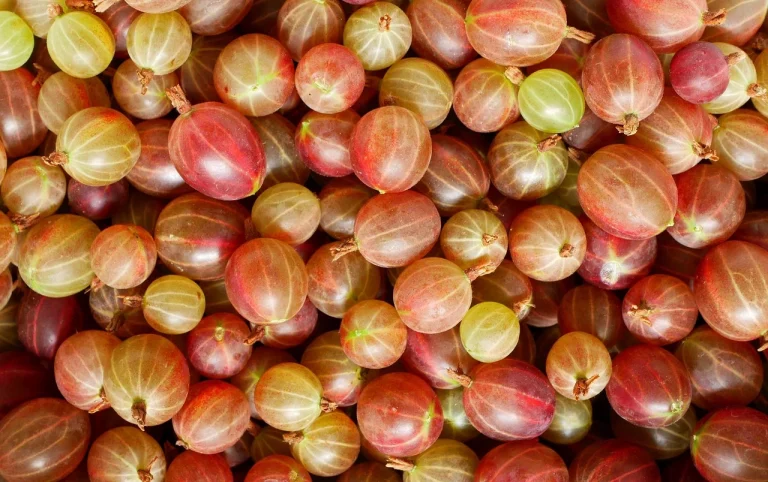 Scandinavian Gooseberry