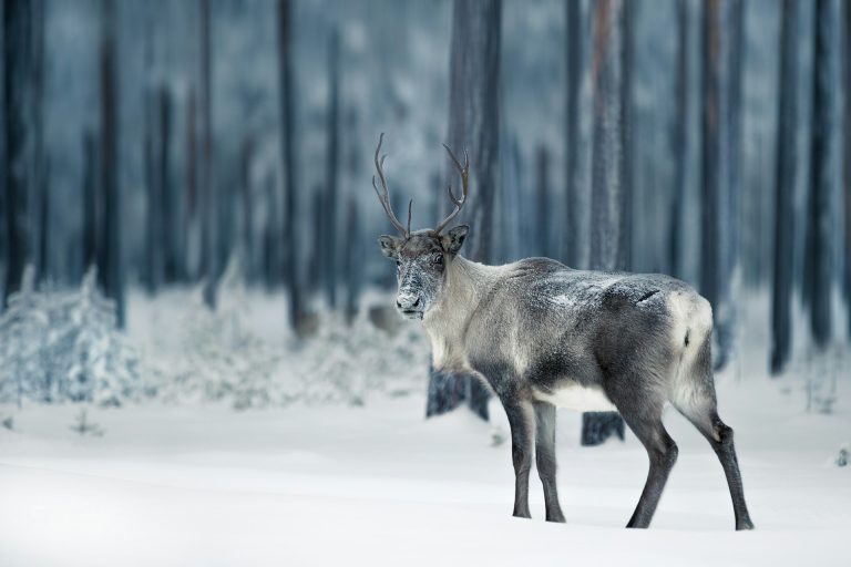 It Is Strictly Forbidden To Cross the Border from Norway to Russia – for Reindeer Too