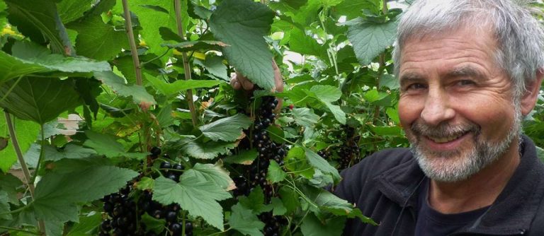 Scandinavian Blackcurrant