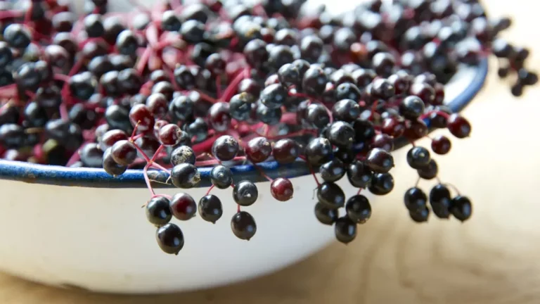 Scandinavian Elderberry