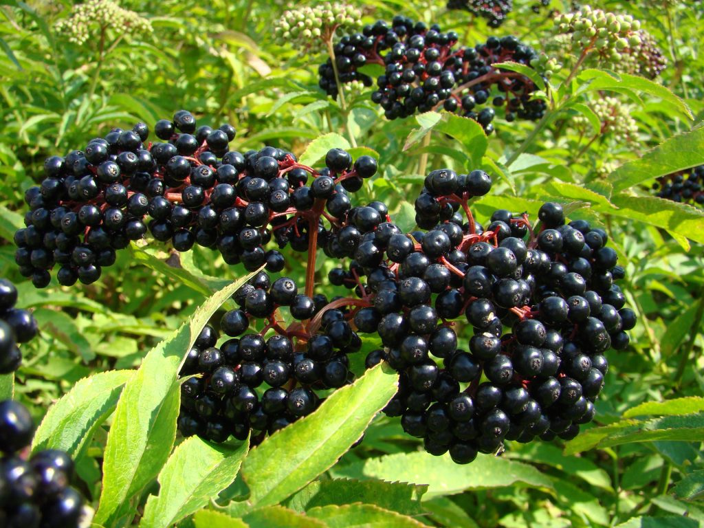 Scandinavian Elderberry