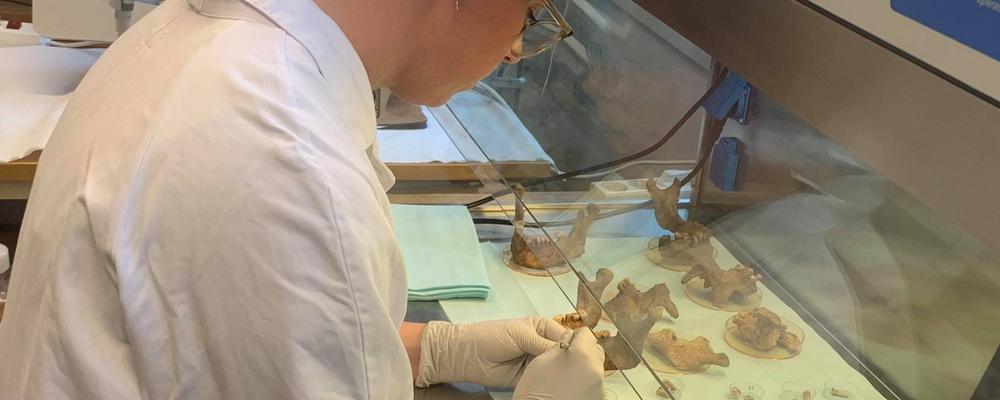 Dental Maintenance Solutions in the Viking Age