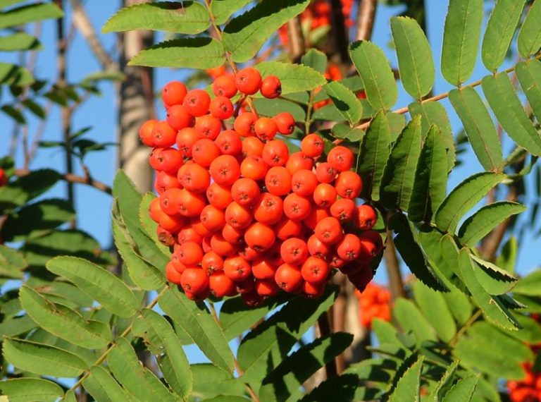 Scandinavian Rowanberry