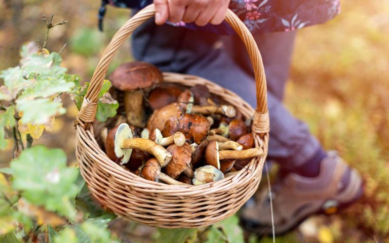 Mushroom Foraging in Sweden