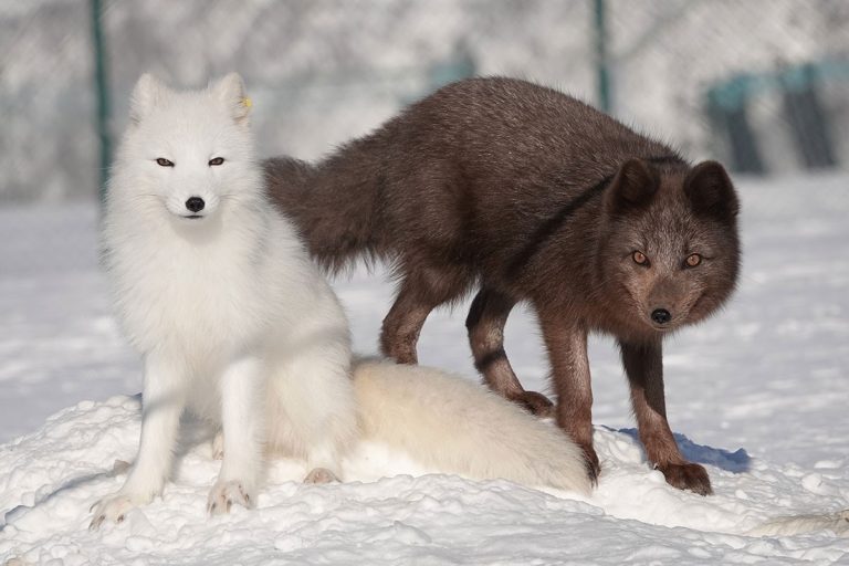 Norway’s Arctic Fox Program Aims to Restore the Arctic Fox Populations