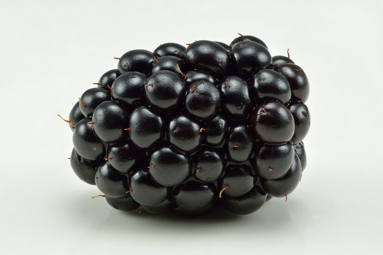 Scandinavian Blackberries