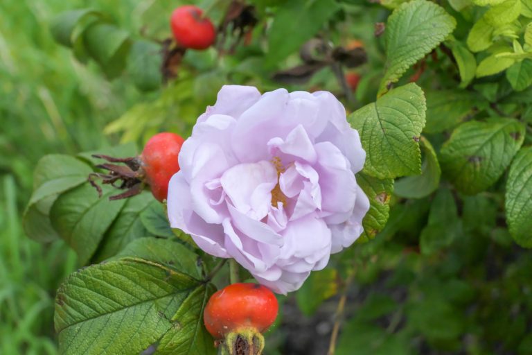 Scandinavian Rosehip