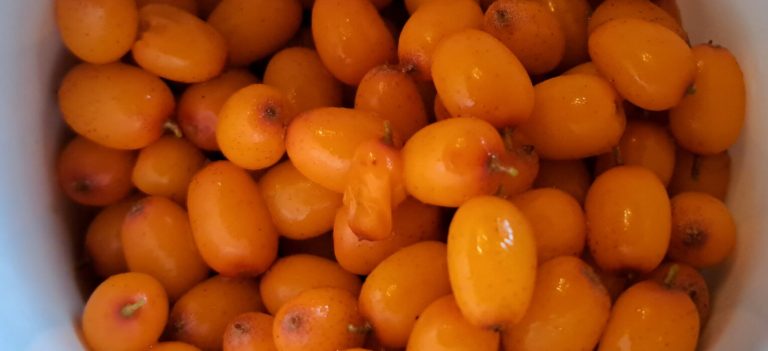 Scandinavian Sea Buckthorn