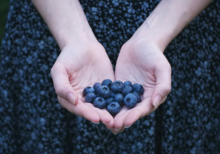 Berry Picking in Sweden