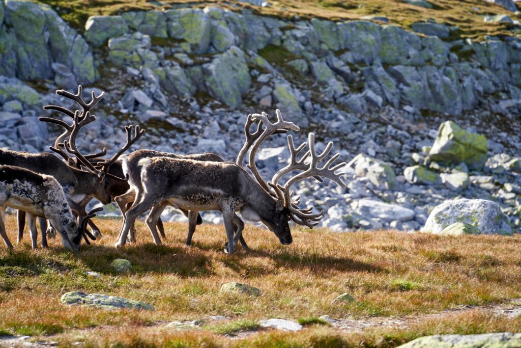 a herd of reindeer grazing