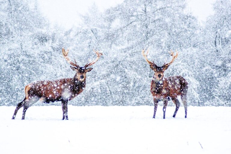 Reindeer Migration Routes You Can Hike Respectfully
