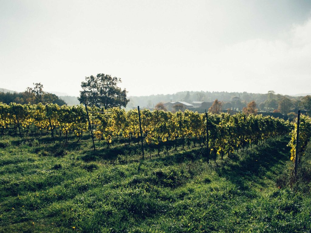 Organic Vineyard in Rural Sweden