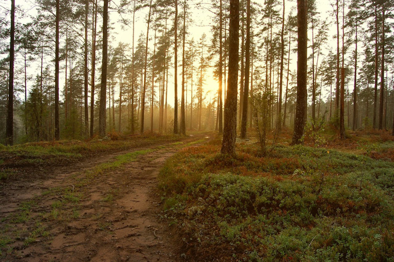 a forest path