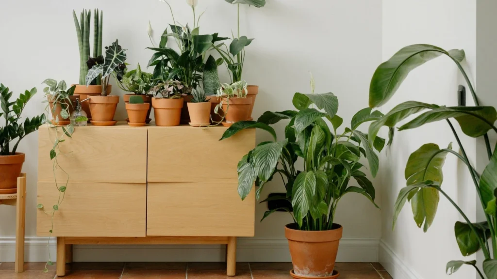 Finding Peace and Calm in the Home Through Hygge and Feng Shui 