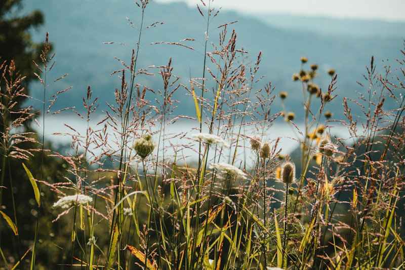 Spring Blossoms and Well-Being: Enjoying the Renewal in Nature, Light, and Simplicity