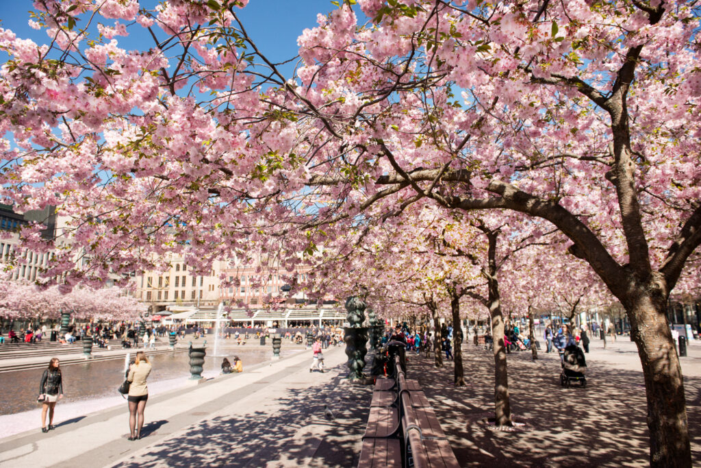 Spring Blossoms and Well-Being: Enjoying the Renewal in Nature, Light, and Simplicity