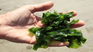 Could Seaweed Be the Nordics’ Future Protein?