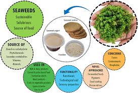 Could Seaweed Be the Nordics’ Future Protein?