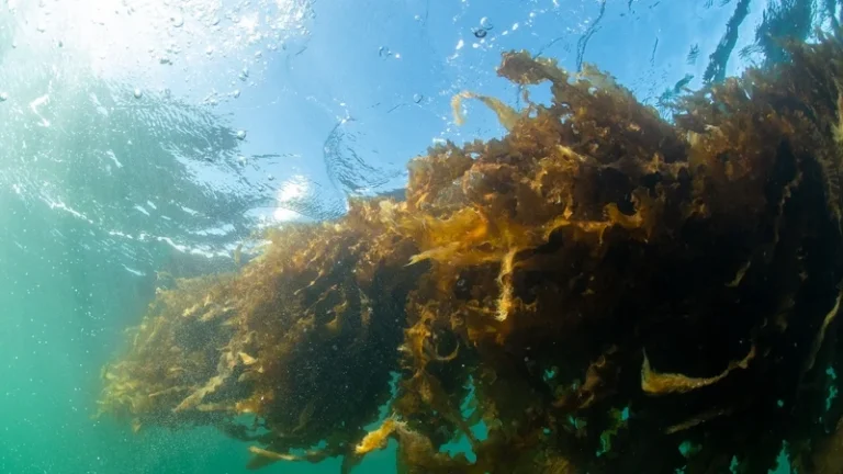 Could Seaweed Be the Nordics’ Future Protein?