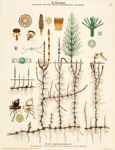 Illustrated Science from Norway