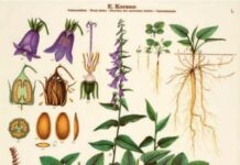 Illustrated Science from Norway