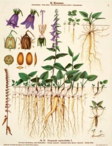 Illustrated Science from Norway