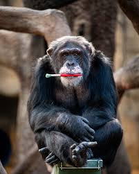 Julius - the Popular Norwegian Chimpanzee