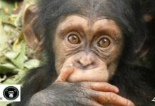Julius – the Popular Norwegian Chimpanzee