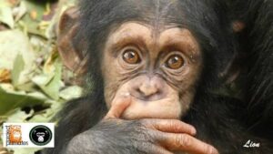 Julius – the Popular Norwegian Chimpanzee