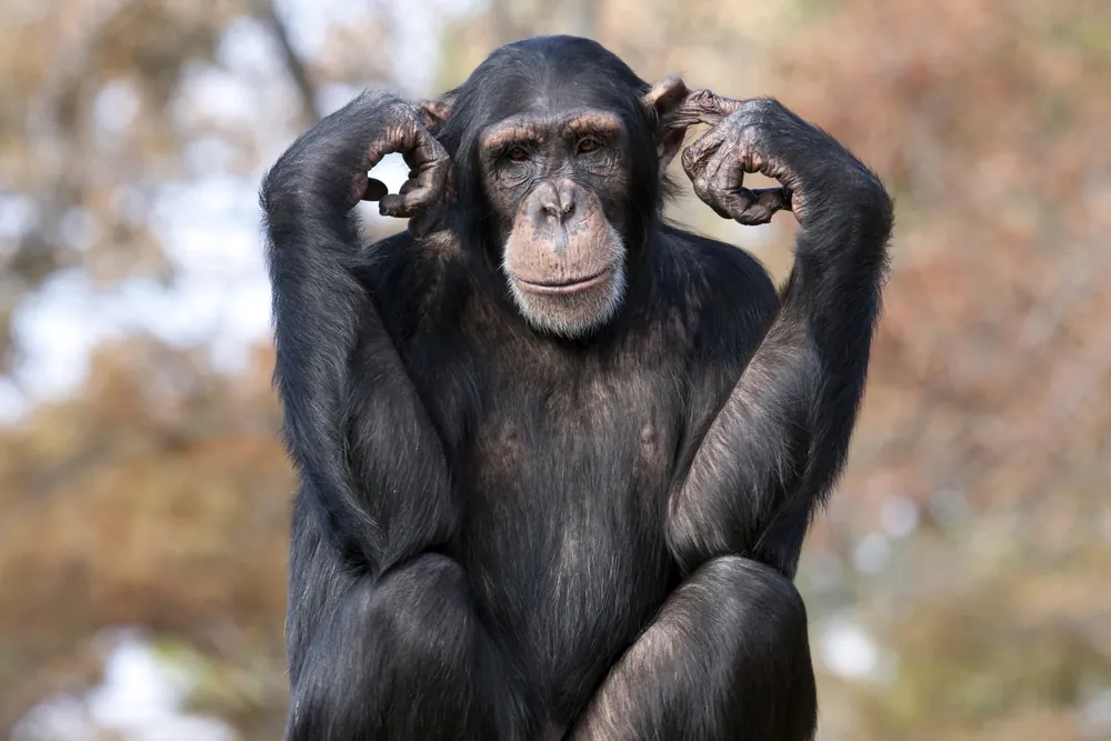 Julius - the Popular Norwegian Chimpanzee