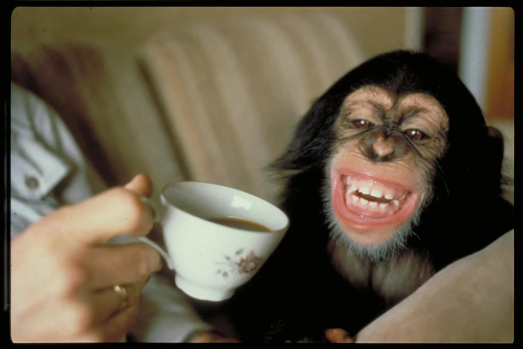 Julius - the Popular Norwegian Chimpanzee