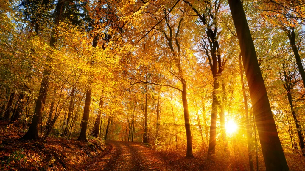 The Seasonal Shift: How Autumn Changes the Way We Eat, Move and Live